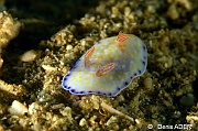 Chromodoris rufomaculata-Wakatobi Pasar wajo Beach-17m-20180602-Denis-ADER-DSC_3161_tn